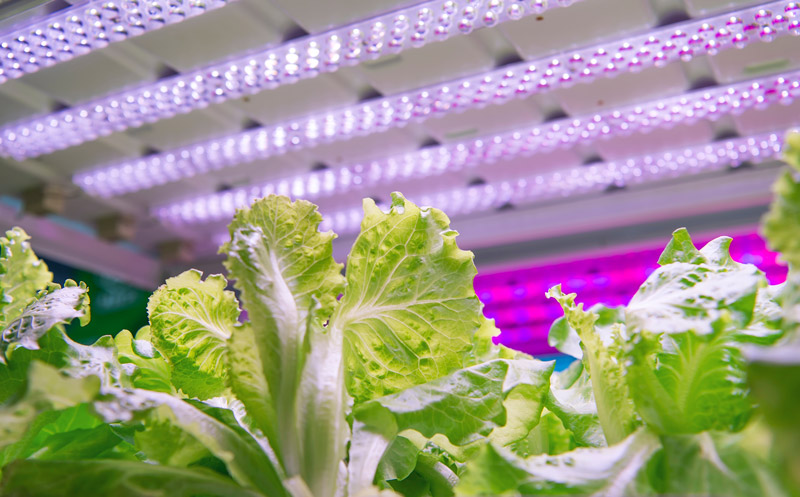 LED growth lights for greenhouses | Horticulture Lighting Systems
